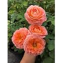 SVG® Climbing rose flower Seeds for your Home Gardening Pack of 70 to 60 seeds (ORANGE SHADE)