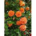 Climbing rose flower Seeds for your Home Gardening Pack of 70 to 60 Seeds (ORANGE)
