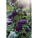 SVG® Climbing rose flower Seeds for your Home Gardening Pack of 70 to 60 seeds (DARK PURPLE)