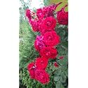 SVG® Climbing rose flower Seeds for your Home Gardening Pack of 70 to 60 seeds (DARK PINK)