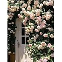 SVG® Climbing rose flower Seeds for your Home Gardening Pack of 70 to 60 seeds (LITE PURPLE)