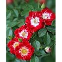 SVG® Climbing rose flower Seeds for your Home Gardening Pack of 70 to 60 seeds (RED)