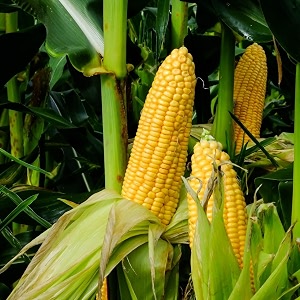 sweet corn seeds for planting  high quality sweet corn seed  easy to grow corn seeds for home garden kitchen garden pack of 50 seed