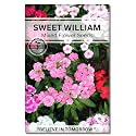 Sweet Willam Flower Seeds for Home Gardening. Perfect for Terrace Gardening Winter and Summer Blooms in India - Includes Free E-Book for Kitchen, Backyard, Gardening &amp; Planting. High Germination.