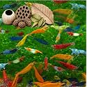 Swimming Creatures™ Freshwater Aquarium Shrimp - A Perfect Combo to Brighten Your Aquarium! (20 Mixed + Shrimp Habitat Mix)