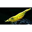 Swimming Creatures™ Premium Neocaridina Shrimp – Freshwater Aquarium Shrimp (20, Premium GOLDENBACK Yellow)