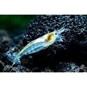 Swimming Creatures™ Premium Neocaridina Shrimp – Freshwater Aquarium Shrimp (20, Premium Snowball)