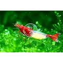 Swimming Creatures™ Premium Neocaridina Shrimp – Freshwater Aquarium Shrimp (20, Premium RED Rili)