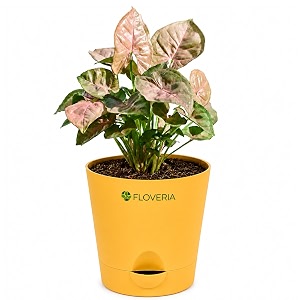 Syngonium Pink Plant Live with Pot