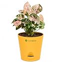 Syngonium Pink Plant Live with Pot 