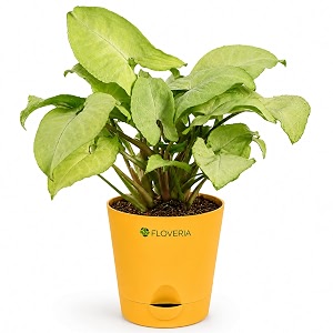 Syngonium White Plant Live Indoor Plant with