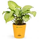 Syngonium White Plant Live Indoor Plant with