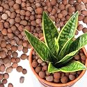 T4U LECA Clay Pebbles for Plants 2.3 QT,Indoor Clay Balls for Hydroponics (10)