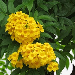 Tecoma Yellow Bell Live Plant with Pot