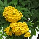 Tecoma Yellow Bell Live Plant with Pot