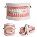 Teeth Model Teaching Kids To Brush Standard Dental Products for Clinic Accessories Dental Models For Patient Education Dentures Fake Teeth Set Denture Model For Studying Displaying – 1