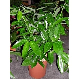 tejpatta bay leaf indian spice live plant  fresh cinnamon leaf curry patta podha  ayurvedic herbal medicinal masala tree for home garden terrace outdoor nursery