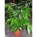 Tejpatta Bay Leaf Indian Spice Live Plant | Fresh Cinnamon Leaf Curry Patta Podha | Ayurvedic Herbal Medicinal Masala Tree for Home Garden Terrace Outdoor Nursery