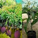 Thai All Time Mango Plant Grafted Baramasi