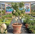 Thailand White Mango Plant Grafted Live Fruit