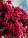 Theplantabliss Bougainvillea Plant  sapling