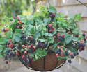Thiland ShahtootMulberry Plant sapling