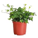 Live Hahn's Green Ivy Plant, Vining Indoor Plant, 6" Pot