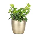 Live Hahn's Green Ivy Plant, Vining Indoor Plant, 4" Pot