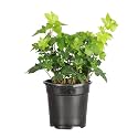 Live Hahn's Green Ivy Plant, Vining Indoor Plant, 4" Pot