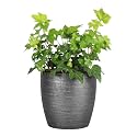 Live Hahn's Green Ivy Plant, Vining Indoor Plant, 4" Pot