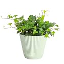 Live Hahn's Green Ivy Plant, Vining Indoor Plant, 6" Pot
