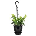 Live Hahn's Green Ivy Plant, Vining Indoor Plant, 4" Pot