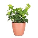 Live Hahn's Green Ivy Plant, Vining Indoor Plant, 4" Pot