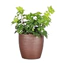 Live Hahn's Green Ivy Plant, Vining Indoor Plant, 4" Pot