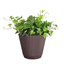 Live Hahn's Green Ivy Plant, Vining Indoor Plant, 6" Pot