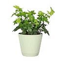 Live Hahn's Green Ivy Plant, Vining Indoor Plant, 4" Pot