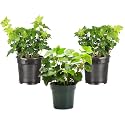 Live Hahn's Green Ivy Plant, Vining Indoor Plant, 4" Pot
