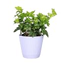 Live Hahn's Green Ivy Plant, Vining Indoor Plant, 4" Pot