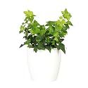 Live Hahn's Green Ivy Plant, Vining Indoor Plant, 4" Pot