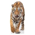 Tiger - Life Size Cardboard Cutout Standup People with Support Standee | Animals -