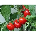 Tomato Seeds for Planting, Terrace, Balcony &amp; Pots | Easy to Grow Tomato Plant Seeds for Home Kitchen Garden (Pack of 100+Sees)