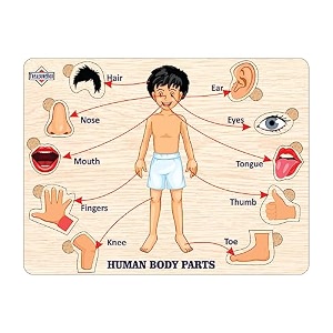treasurebox wooden puzzle educational board learning toy tray for kids size 22x30 cm body parts