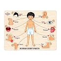 TreasureBox Wooden Puzzle Educational Board Learning Toy Tray for Kids, Size 22x30 cm (Body Parts)