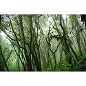 Tropical Fish Tank Background Jungle Reptile Terrarium Background Forest with Moss Reptile Tank Background Tropical Rainforest Jungle Enchanted Forest Woods Old Tree Reptile Habitat Background 24x16in