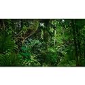 Tropical Rainforest Aquarium Background Psychedelic Forest Terrarium Background Old Trees Woodland Reptile Habitat Background Green Leaves Aquarium Background Backdrop Durable Vinyl 30x18in