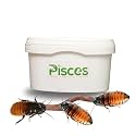 TrueBugs Live Madagascar Hissing Roach Nymph (3 Juveniles) | Live Feeder & Exotic Pet Insects | Small Size | Healthy Live Roaches for Reptiles, Amphibians, Arachnids | 3 pcs