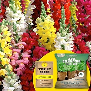 trustbasket antirrhinum hybrid seeds with free germination potting soil mix