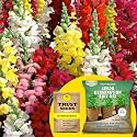 TrustBasket® Antirrhinum (Hybrid) Seeds With Free Germination Potting Soil Mix