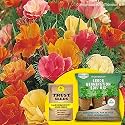 TrustBasket Cocopeat 1 kg Block | Expands Upto 5 litres of Powder | Hydroponic Plants, Kitchen Gardening and Terrace Gardening