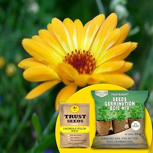 trustbasket calendula yellow hybrid seeds with free germination potting soil mix